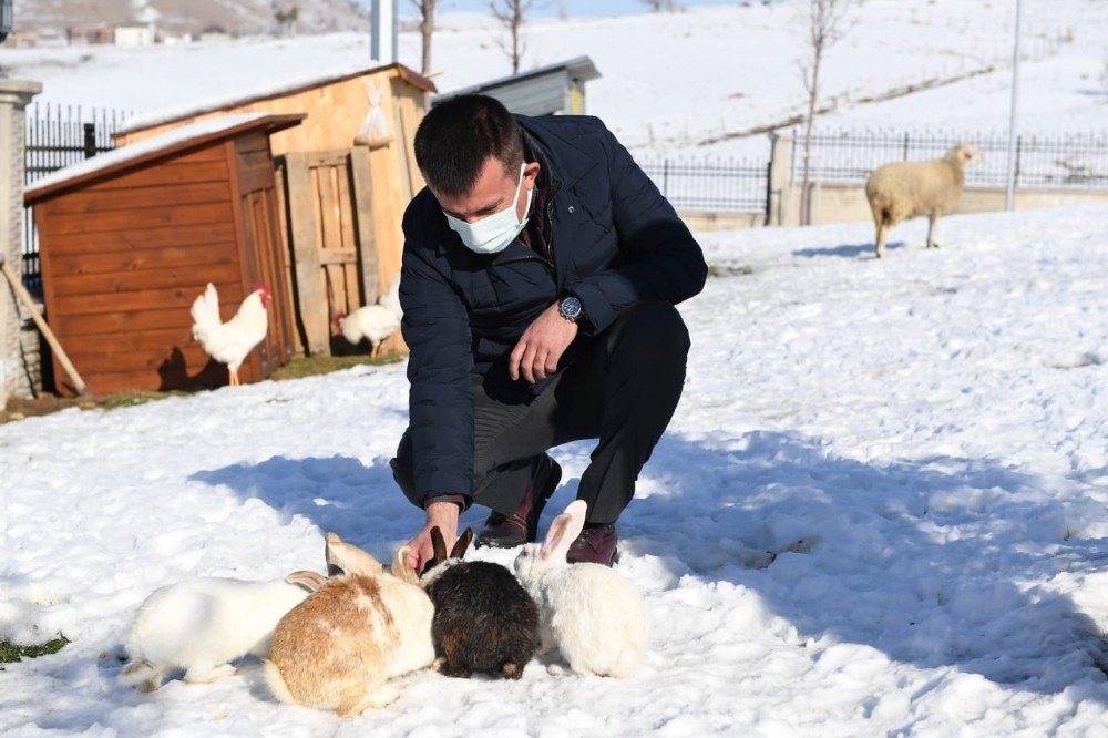 Sokak Hayvanlarının Sıcak Yuvası