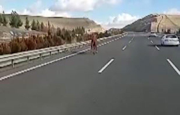 Başıboş At Otobanda Hipodromdaymış Gibi Koştu