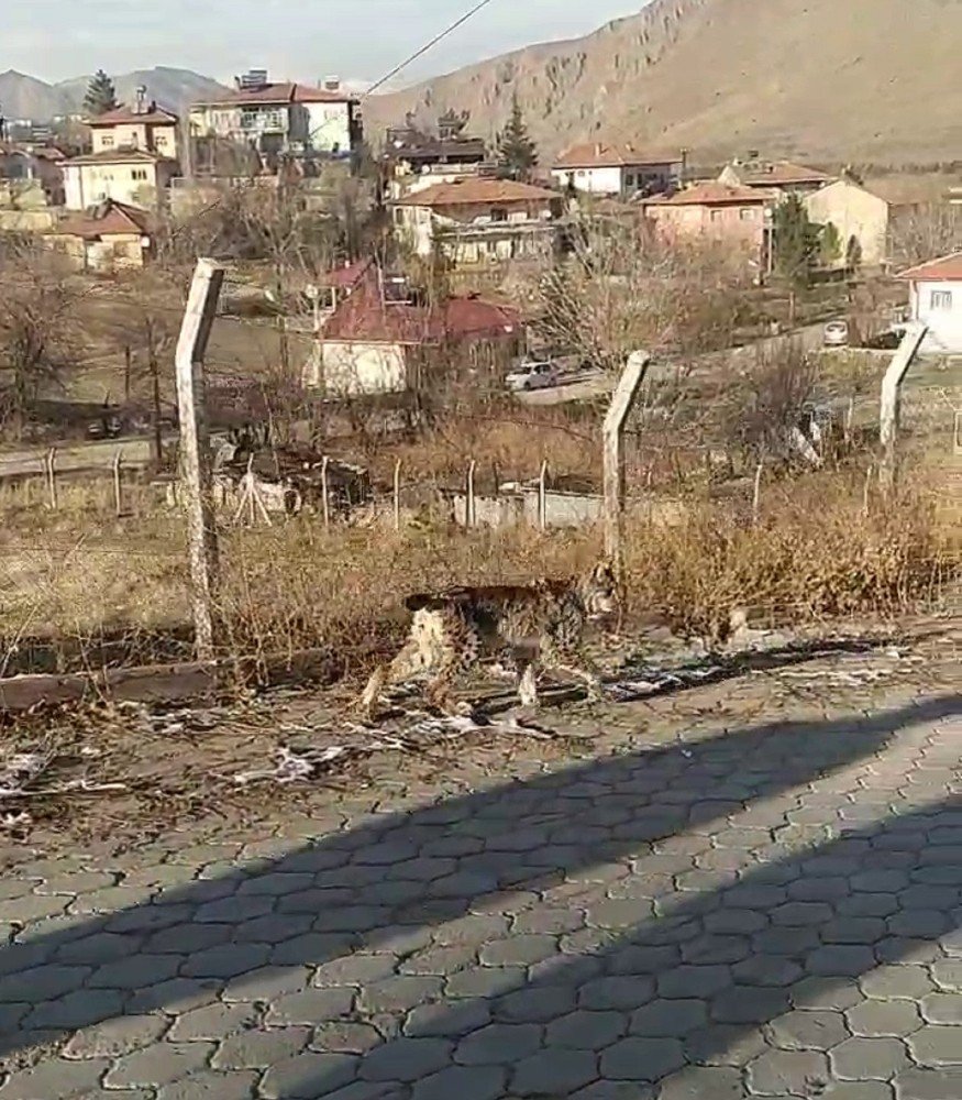 Nadir Görülen Vahşi Hayvan İlçe Merkezine İndi