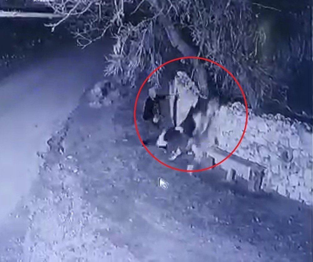 Bahçe Duvarından Aşırarak Buzağı Çalan Hırsızlar Güvenlik Kamerasında