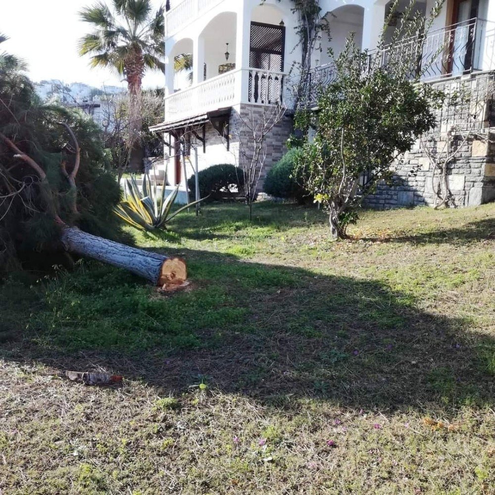 Deniz Manzarasını Kapatıyor Diye Ağaçları Kestiler