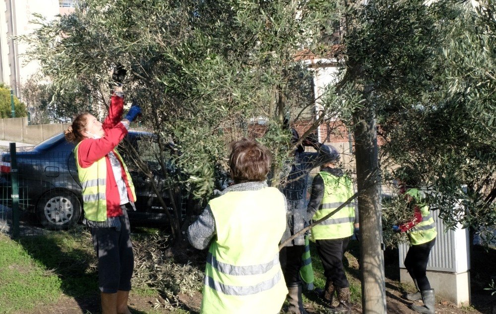 Zeytin Ağacı Budama Eğitimi