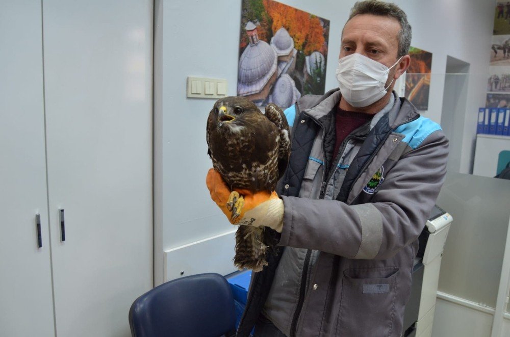 Yaralı Şahine Önce Vatandaş, Sonra Belediye Sahip Çıktı