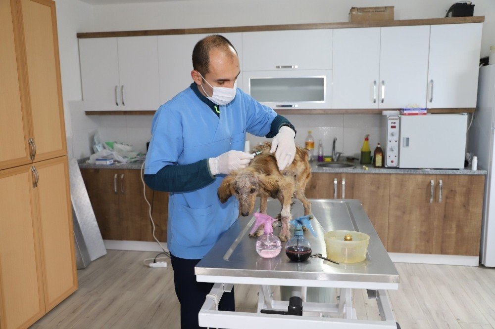 Seydikemer Belediyesi Hasta Köpeğe Sahip Çıktı