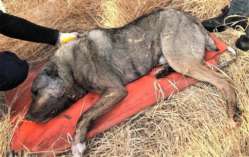 Av Tüfeğiyle Vurulan Köpek Telef Oldu