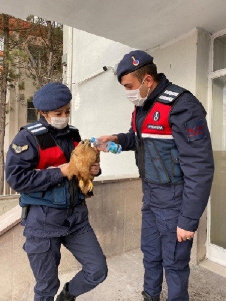 Yaralın Şahin Jandarma Tarafından Kurtarıldı