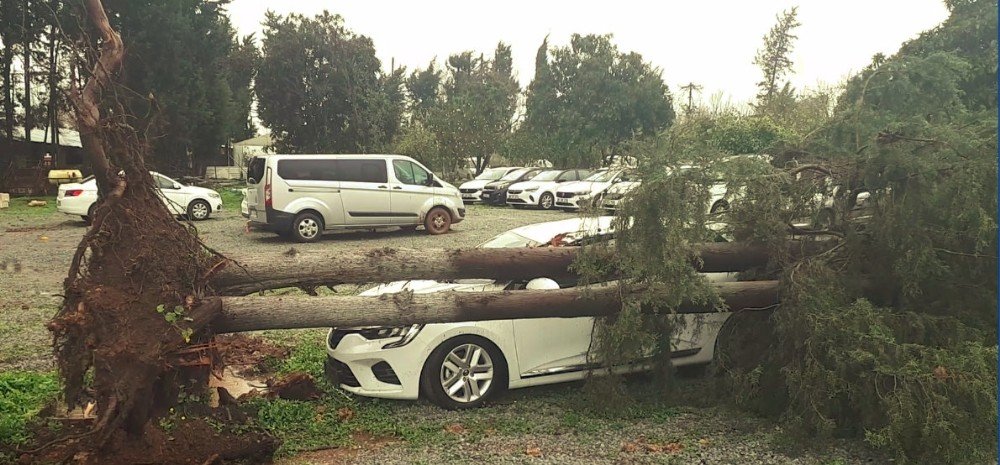 Devrilen Ağaç Otomobili Pert Etti