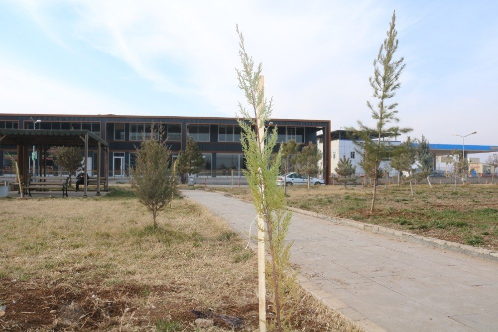 Bismil Devlet Hastanesi Bahçesine 600 Fidan Dikildi