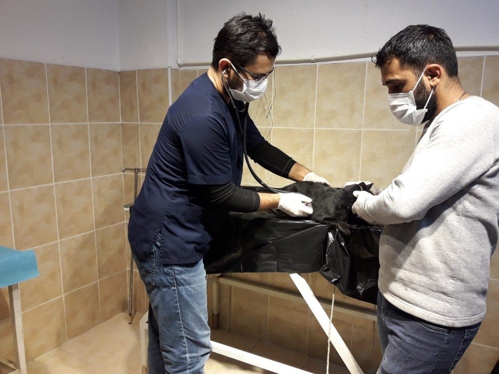 Safranbolu’da 165 Sokak Hayvanı Sahiplendirildi