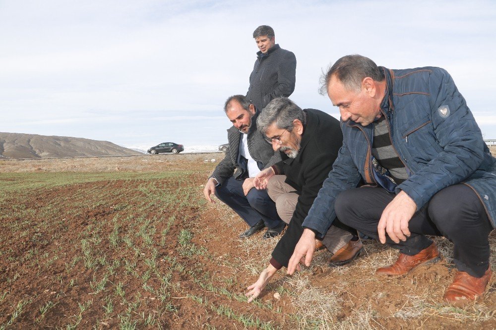 “kar Yağışı Çiftçiye Can Suyu Oldu”