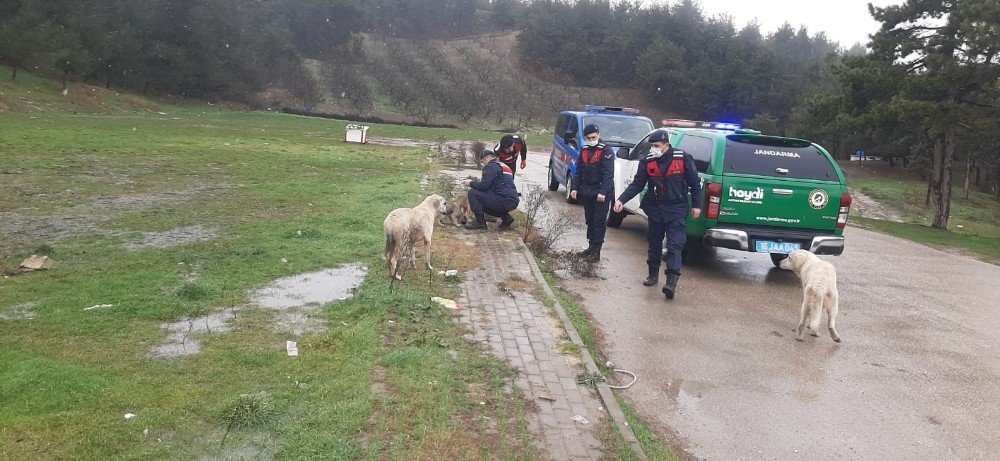 Soğukta Aç Kalan Hayvanları Jandarma Elleriyle Besledi
