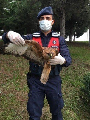Saçma İle Yaralanan Şahini Jandarma Kurtardı