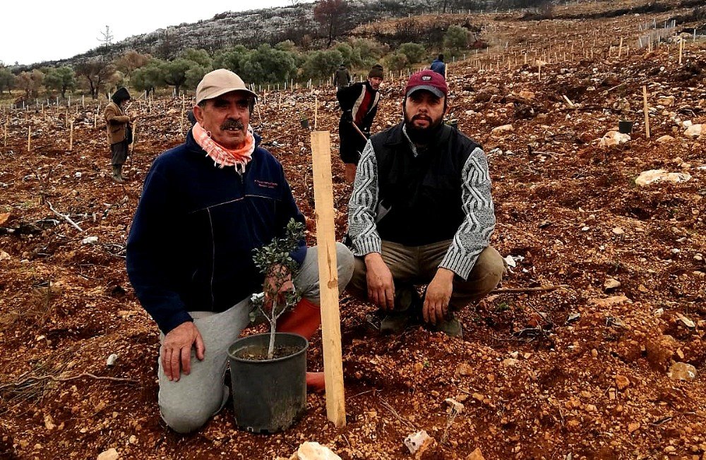 Çeşme’de Yanan Alanlara Sakız Fidanları Dikiliyor