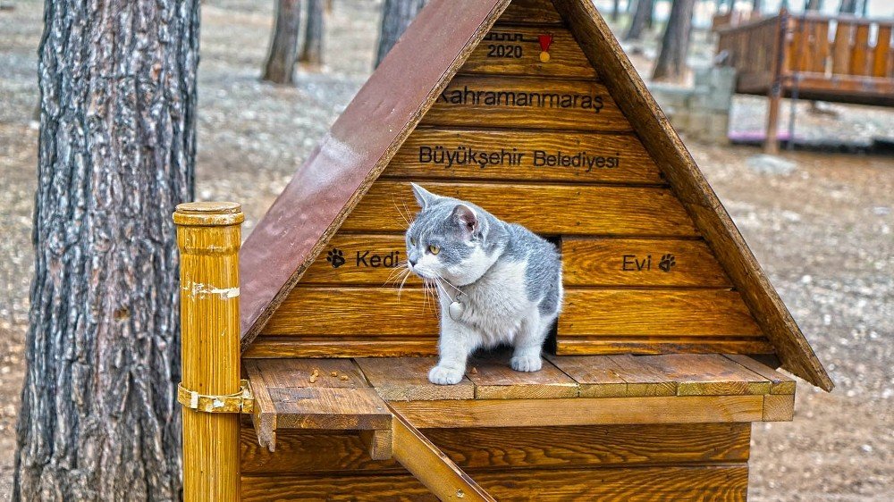 Kahramanmaraş’ta Sokak Hayvanlarına 37 Ton Mama