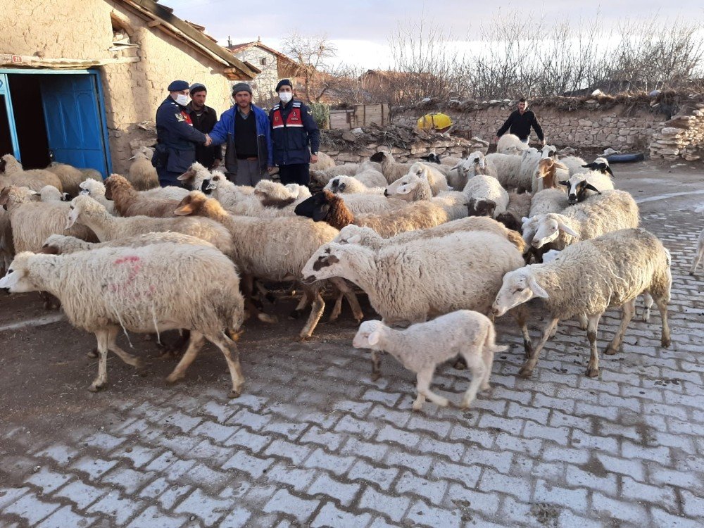 Konya’da Jandarma Çalınan 99 Küçükbaş Hayvanı Bularak Sahibine Teslim Etti