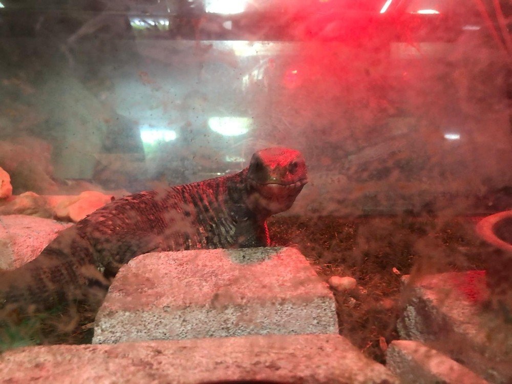 İ̇stanbul’da “canlı Hayvan Kaçakçılığı” Operasyonu