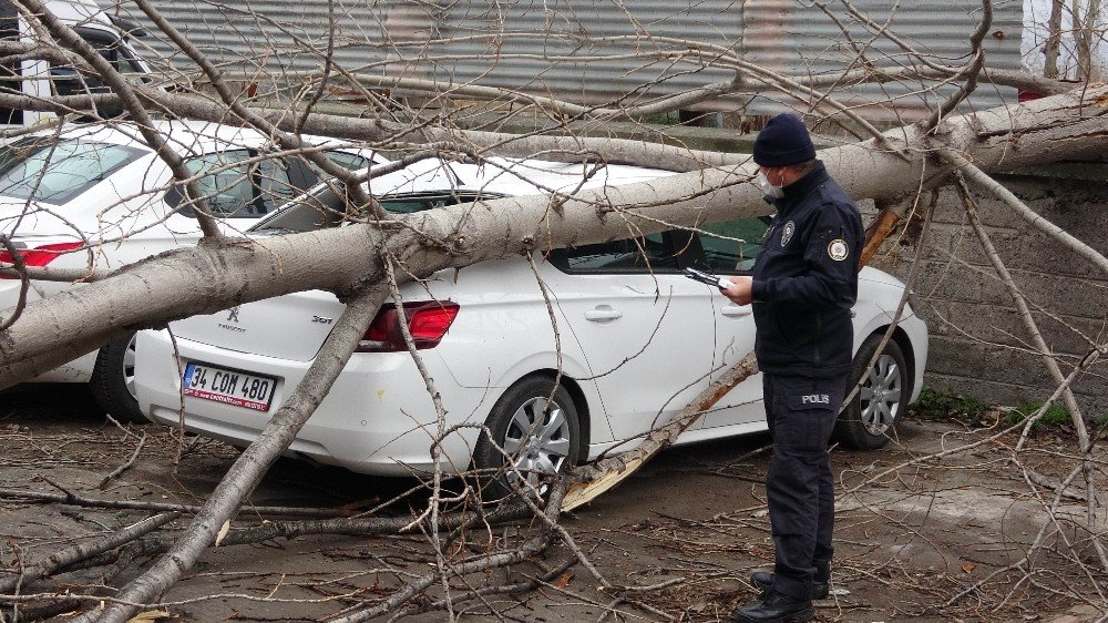 Samsun’da Şiddetli Rüzgarda Kırılan Ağaç Otomobilin Üzerine Düştü