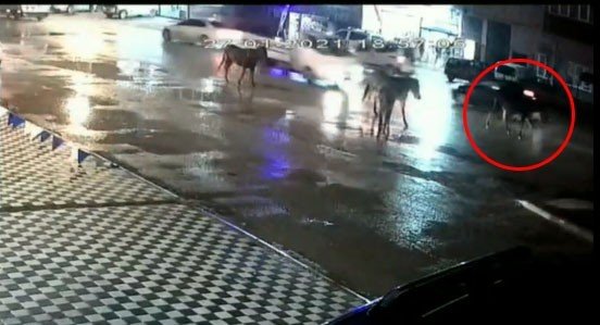 Yol Ortasında Ata Böyle Çarptı