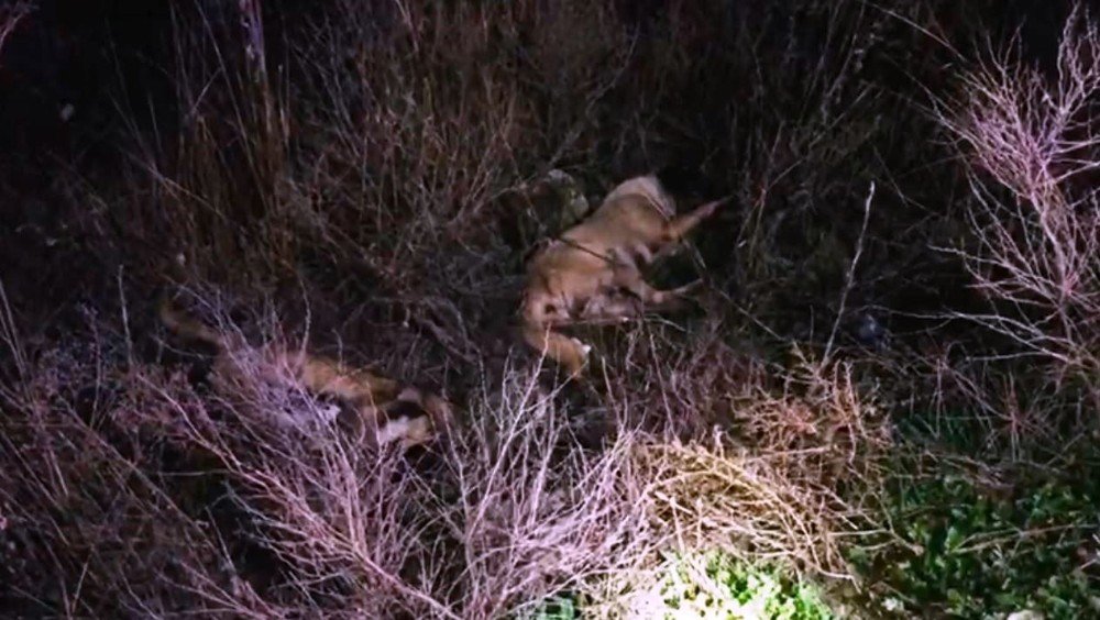 Ceylanpınar’da Toplu Köpek Katliamı