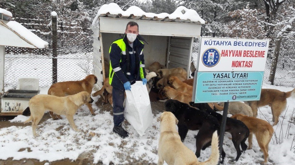 Sokak Hayvanlarına Yiyecek