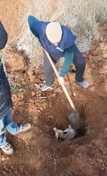 Şanlıurfa’da Tilki Kurtarma Operasyonu