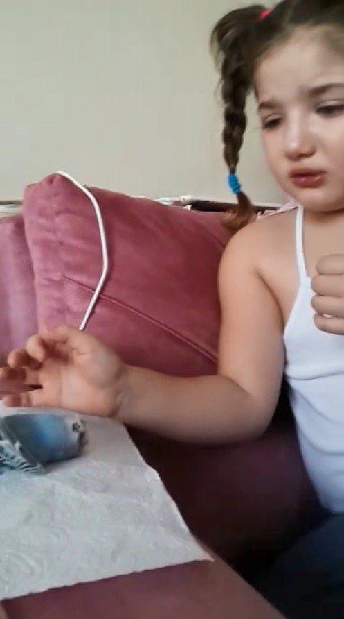 Küçük Zeynep Ölen Kuşu İçin "yüreğimin Parçasıydın Sen" Diye Göz Yaşı Döktü
