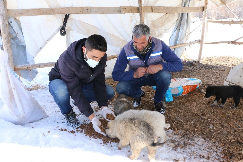 Erciş’te Sokak Hayvanları İçin Mama Bırakıldı