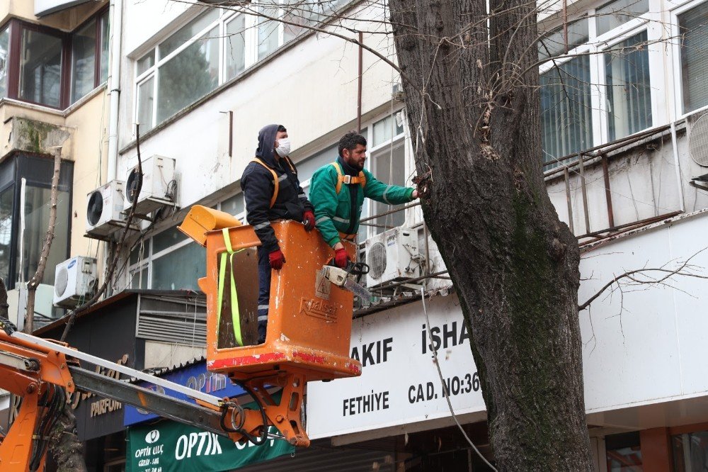 İ̇zmit Belediyesi’nden Ağaç Budama Çalışması