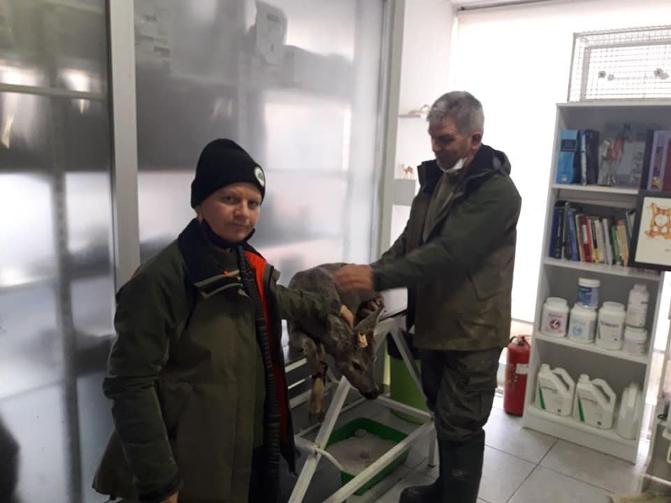 Yaralı Bulunan Karaca Tedavi Altına Alındı