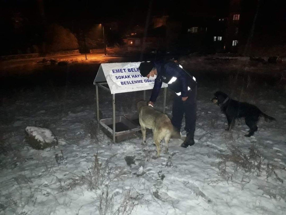 Sokak Hayvanları İçin Seferberlik