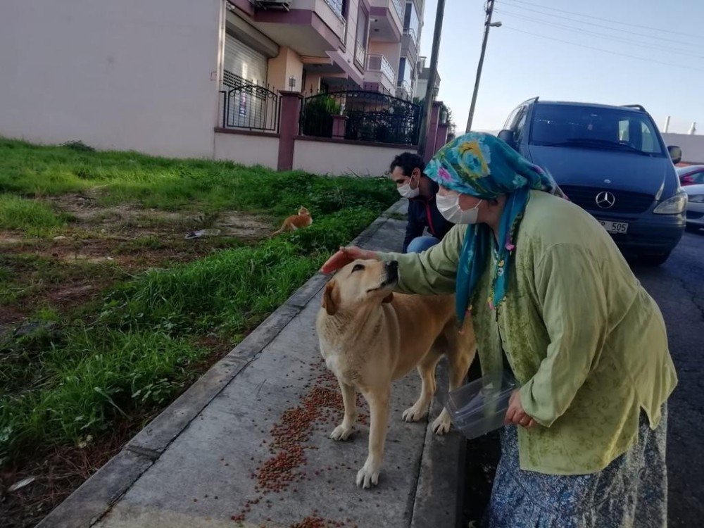 İ̇zmir’de Sokak Hayvanları İçin 100 Ton Mama