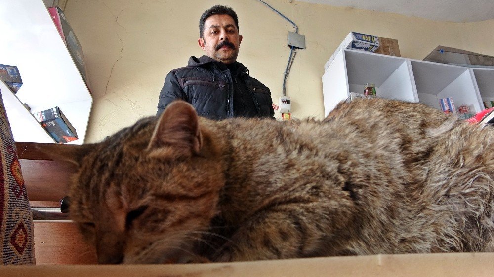 2 Yıldır İş Yerinde Beslenen Kedi Saldırıya Uğradı