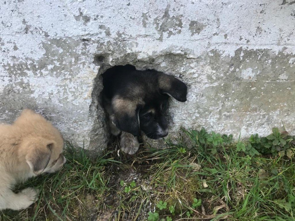 Ordu’da Yavru Köpek Operasyonu