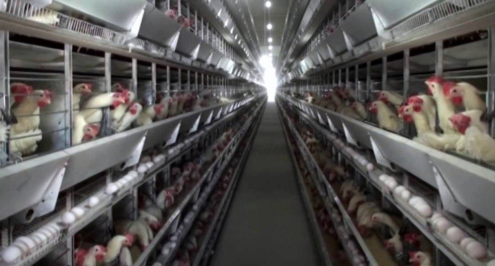 Yumurta Üreticileri Kafes Sistemine Yönelmeye Başladı