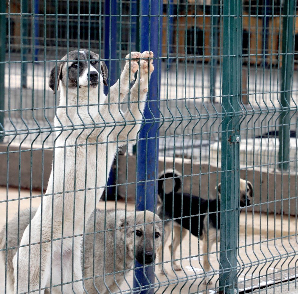 Afyonkarahisar’da Sekiz Yılda 8 Bin Sokak Köpeği Ve Kedisi Kısırlaştırıldı