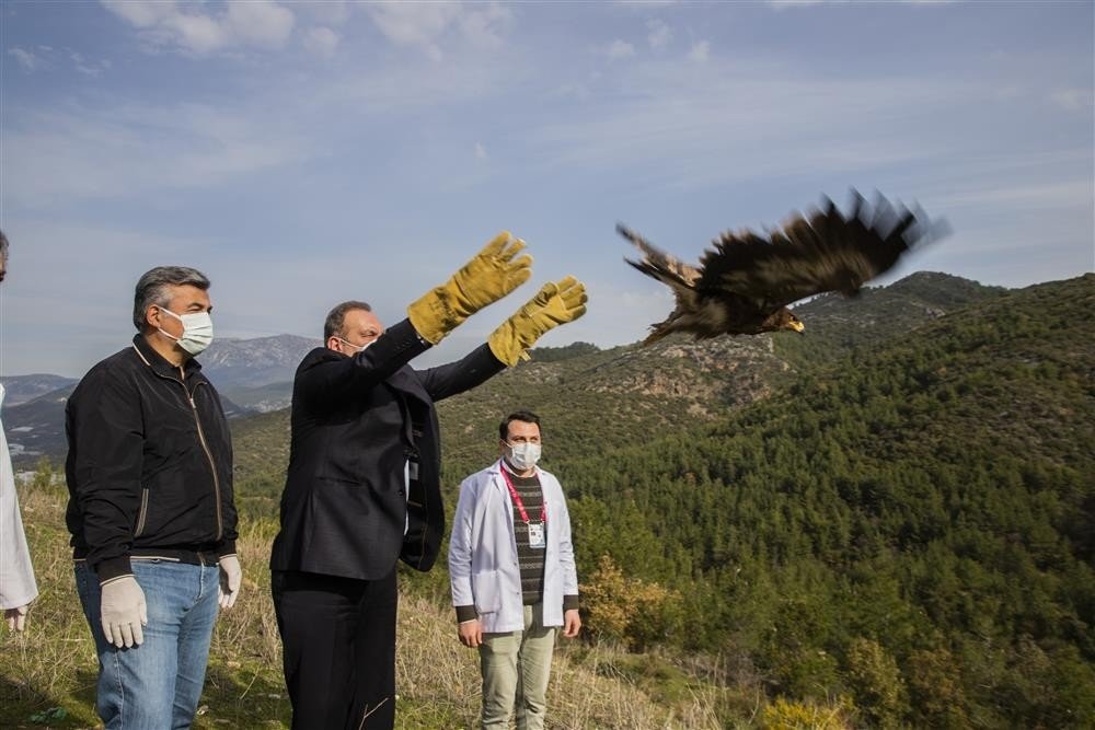 Alanya’da Tedavisi Tamamlanan 2 Şahin Ve Kartal Doğaya Salındı