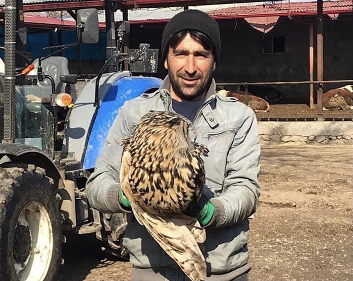 Puhu Yırtıcısı Tedavi Altına Alındı