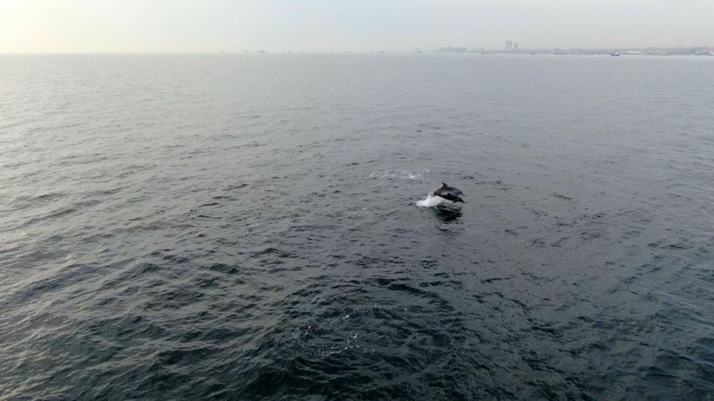 Faturası Yunuslara Çıkartılan Hamsi Yokluğunda Akademik İtiraz
