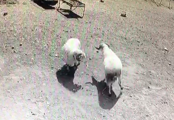 Kafa Kafaya Çarpışan Koçlar Öfkelerinin Kurbanı Oldu