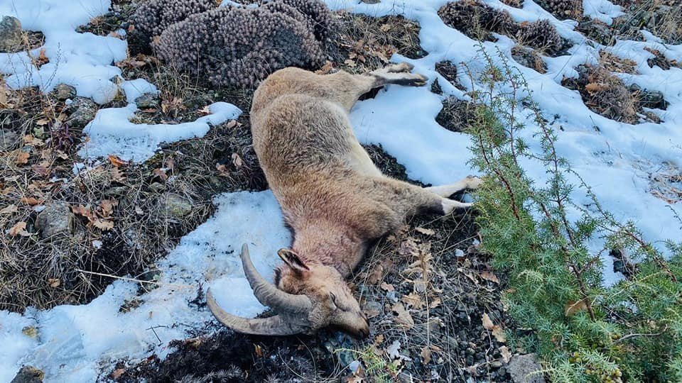 Yaban Keçisi Avı 38 Bin Liraya Patladı