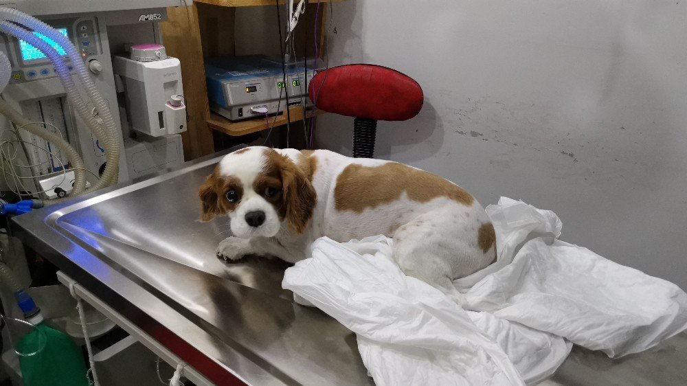 İ̇drar Kesesinden 3 Santim Taş Çıkan Köpek Ameliyata Alındı