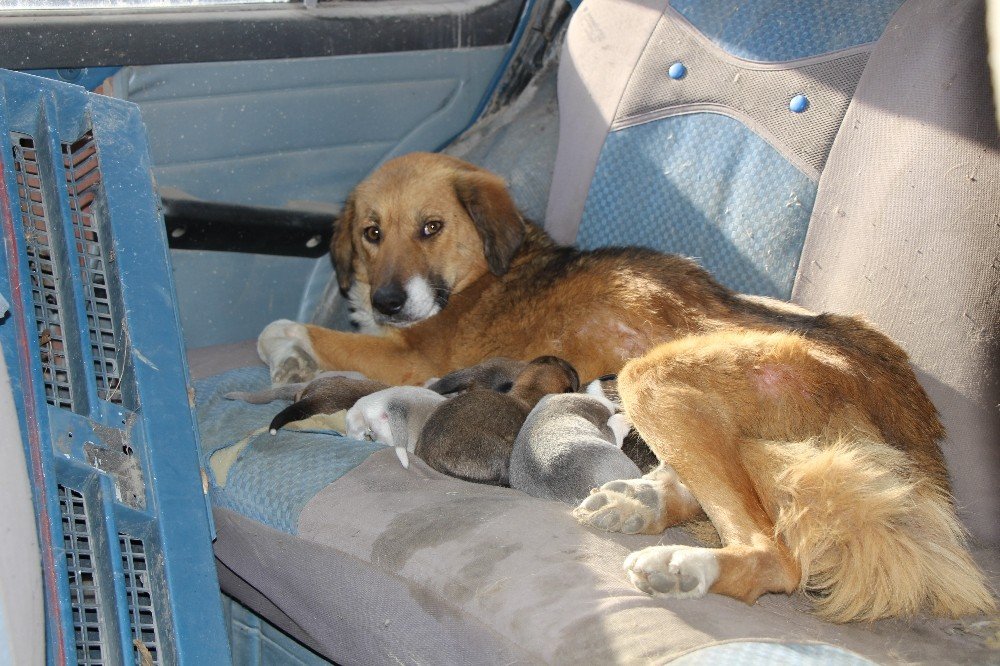 Oto Tamircisi, 7 Köpek Yavrusu Ve Annesine Sahip Çıktı