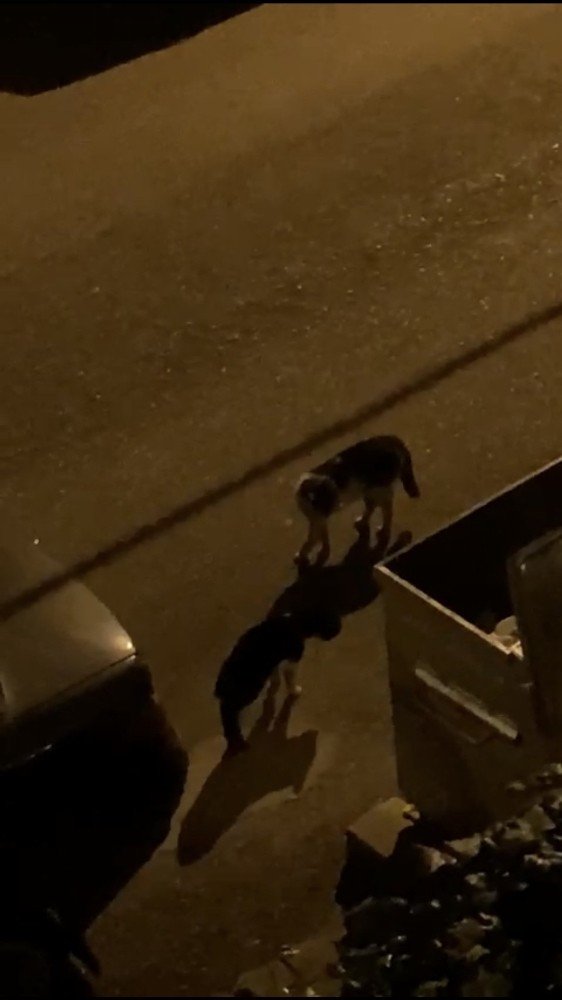 Koçların Kavgasından Sonra Kediler Sahnede