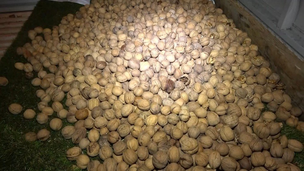 Cevizler Arasında Yarım Kilogram Bonzai Ele Geçirildi
