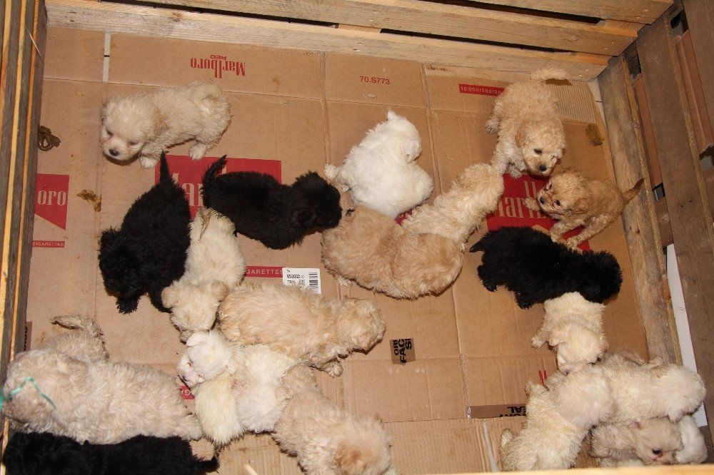 Kapıkule’de 23 Adet Yavru Köpek Ele Geçirildi