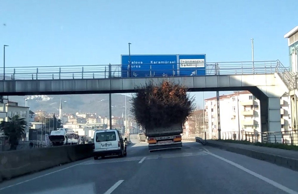 Seyyar Ormanı Andıran Kamyon Görenleri Şaşırttı