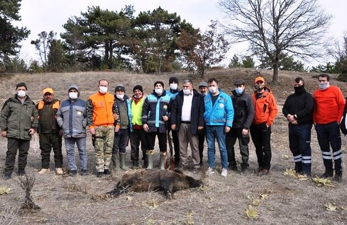 Kütahya’daki Sürek Avında 16 Yabani Domuz Vuruldu
