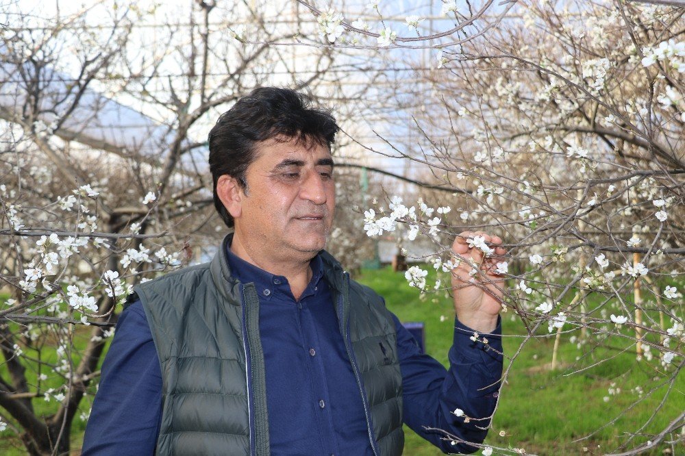 İ̇lk Hasatta Eriğin Kilosu Çeyrek Altını Geçecek