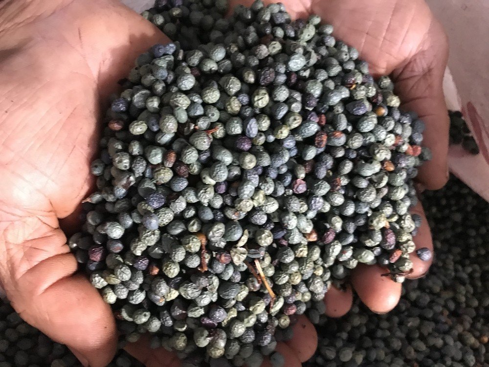 Dağlardan Toplayıp Yağının Kilogramını 200 Liradan Satıyorlar