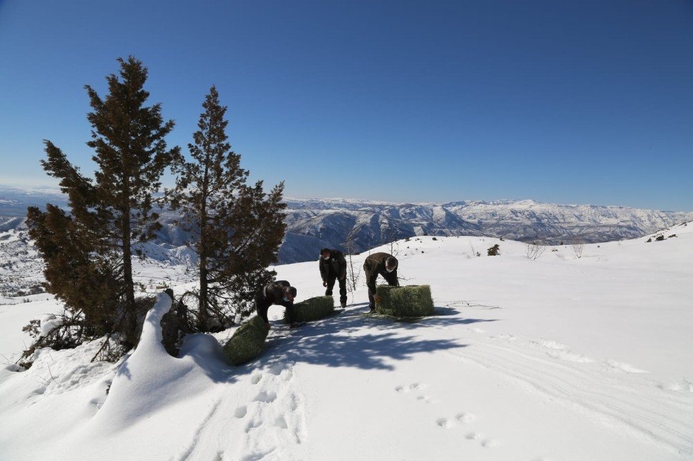 Tunceli’de Yaban Hayvanları İçin Doğaya 2 Ton Yem Bırakıldı